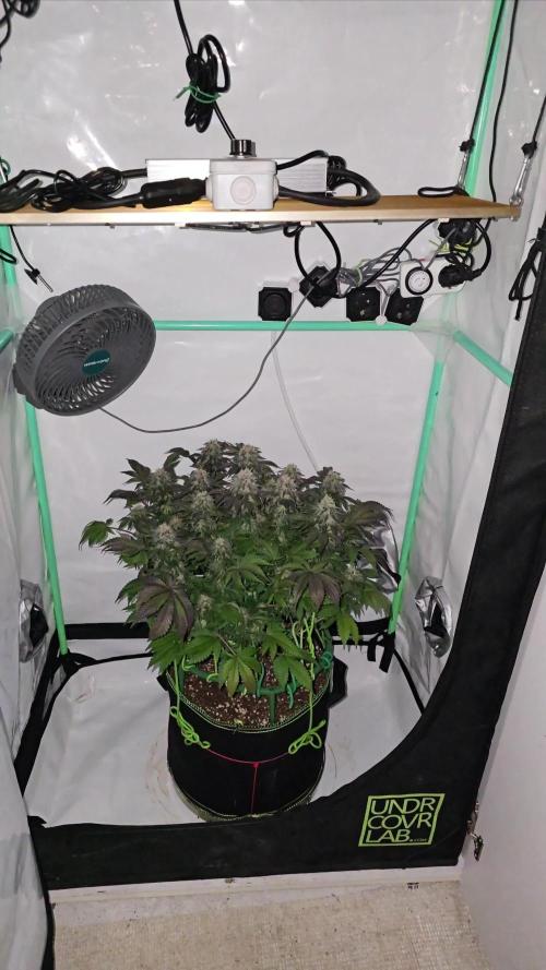 #1 WeedSeedsEpress