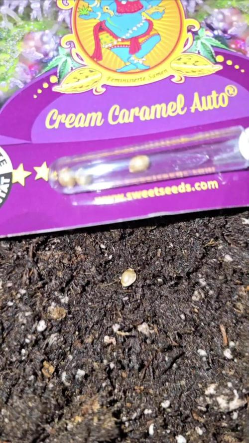 SweetSeeds-Cream caramel auto