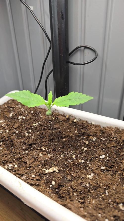 SweetSeeds-Cream caramel auto
