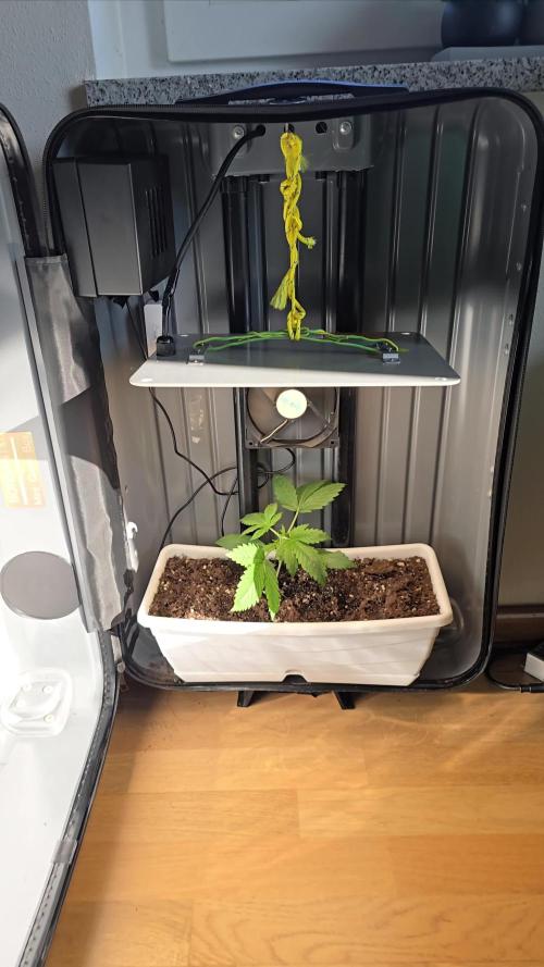 SweetSeeds-Cream caramel auto