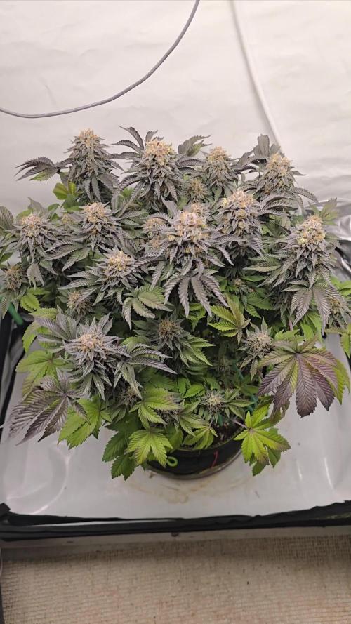 #1 WeedSeedsEpress