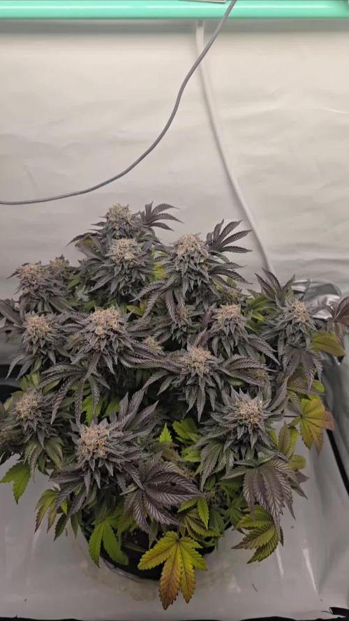 #1 WeedSeedsEpress