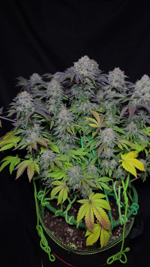 #1 WeedSeedsEpress