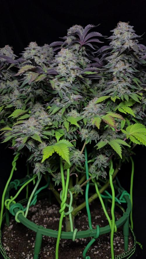 #1 WeedSeedsEpress