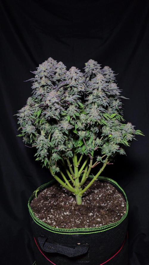 #1 WeedSeedsEpress