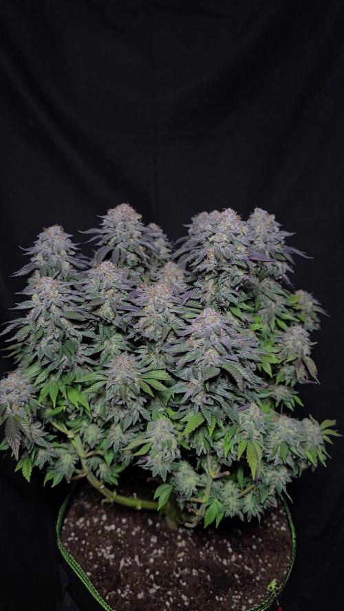 #1 WeedSeedsEpress