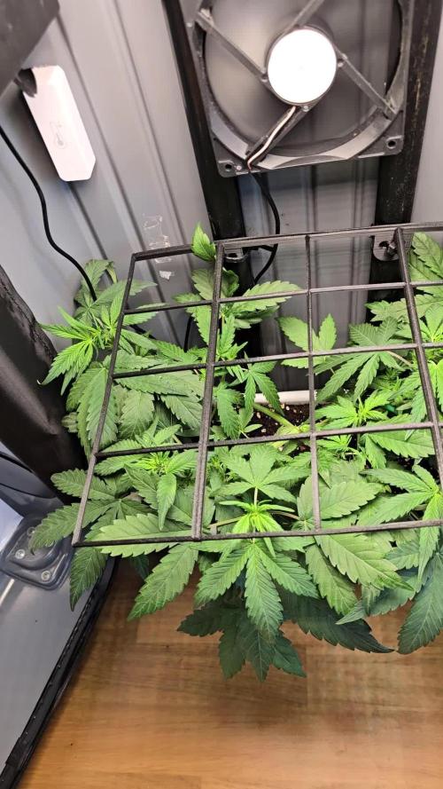 SweetSeeds-Cream caramel auto