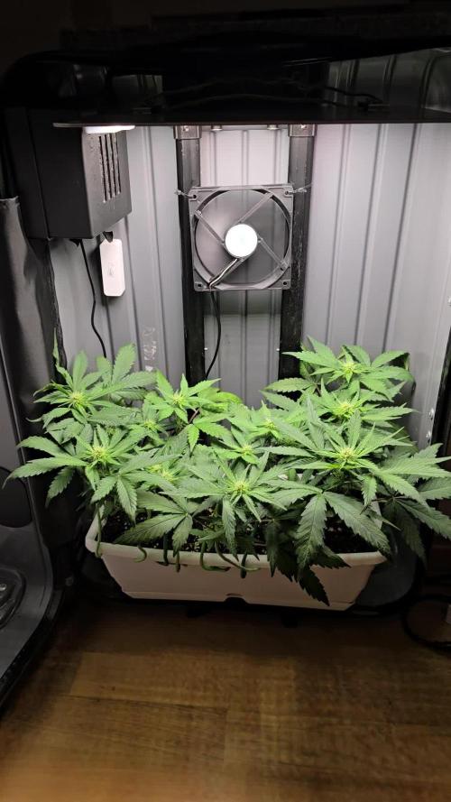 SweetSeeds-Cream caramel auto