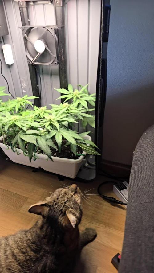 SweetSeeds-Cream caramel auto