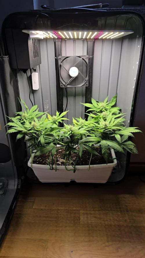 SweetSeeds-Cream caramel auto