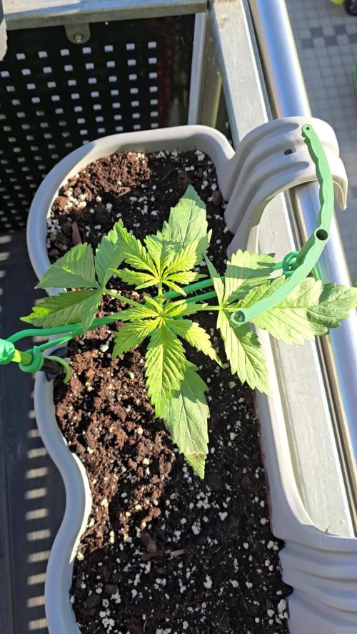 Herbies apple balkon