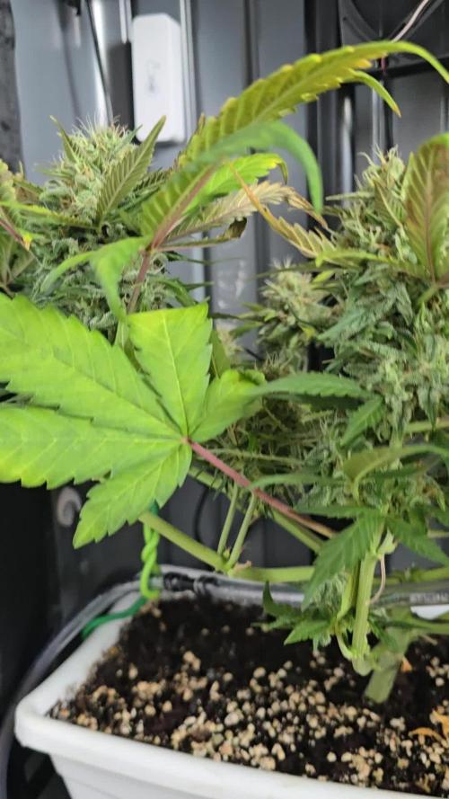SweetSeeds-Cream caramel auto