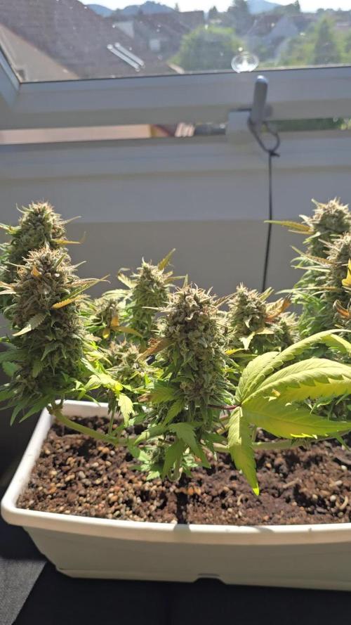 SweetSeeds-Cream caramel auto