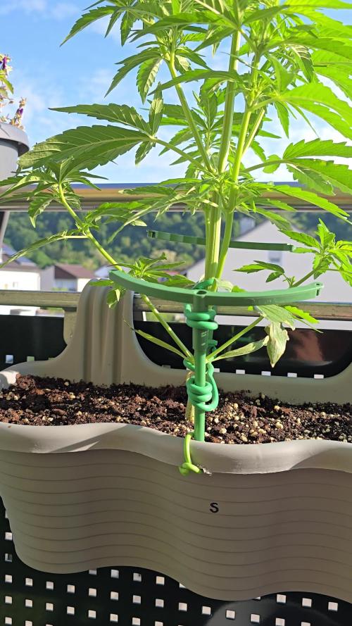 Cheese auto xl balkon