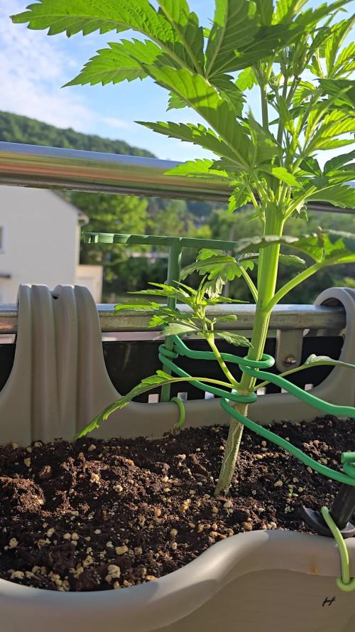 Herbies apple balkon