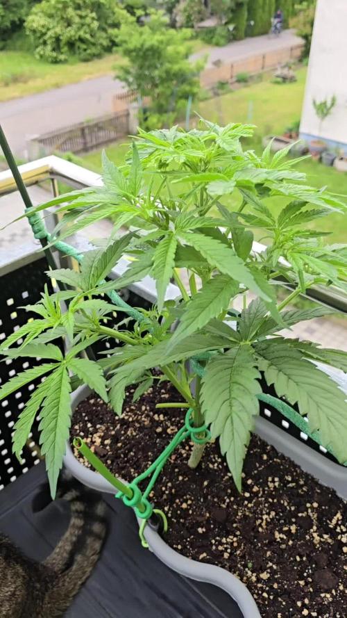 Cheese auto xl balkon