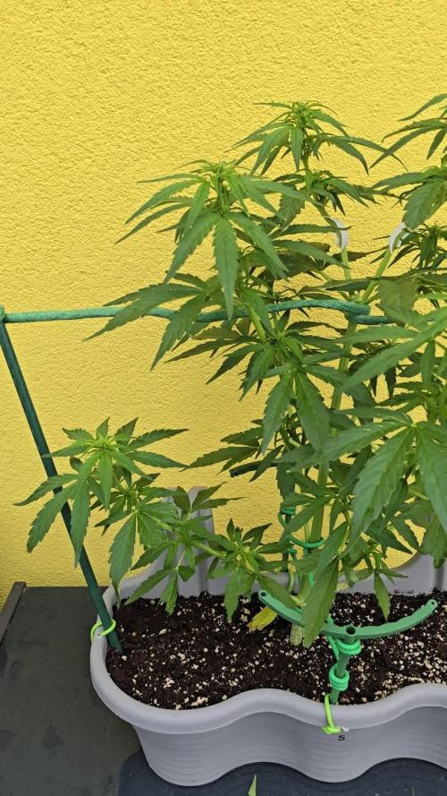 Cheese auto xl balkon