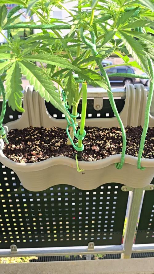 Herbies apple balkon
