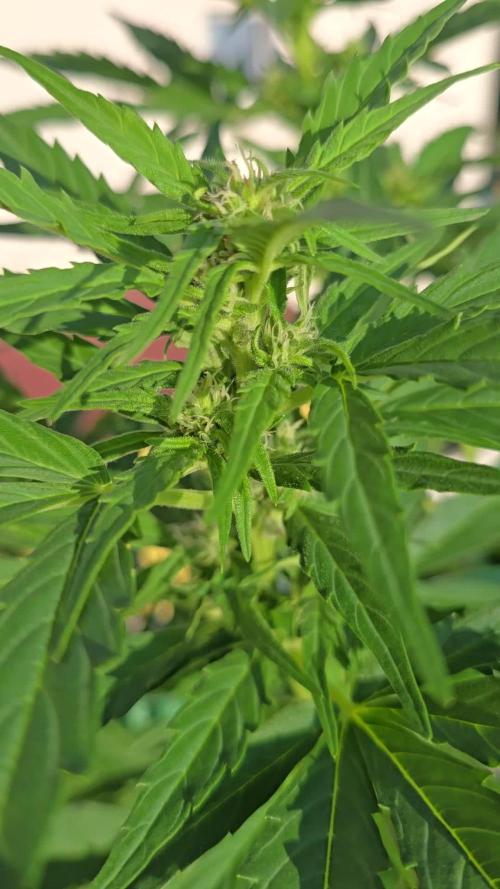 Cheese auto xl balkon