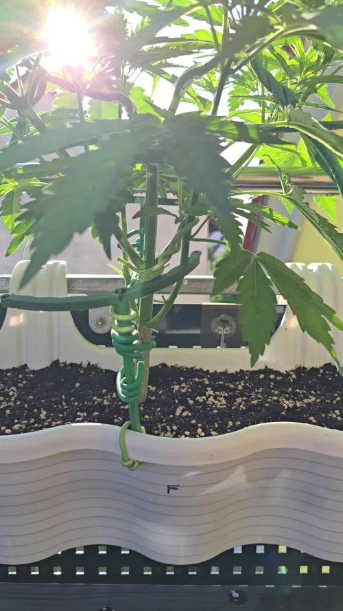Tropicana cookies auto balkon