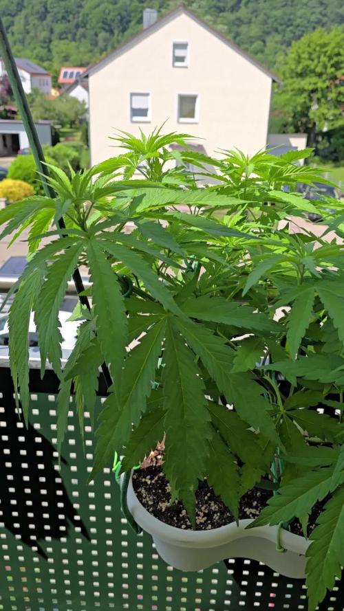 Tropicana cookies auto balkon