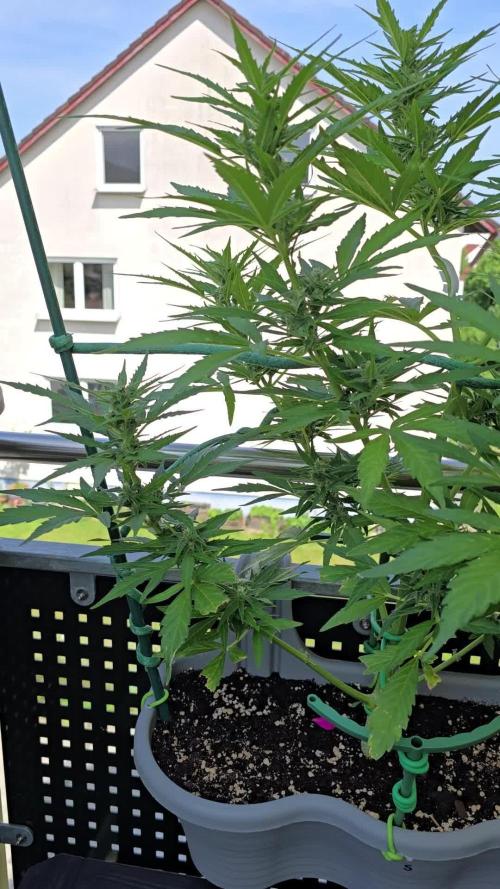 Cheese auto xl balkon