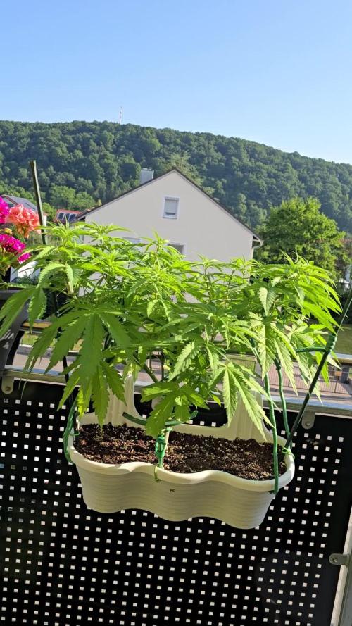 Tropicana cookies auto balkon