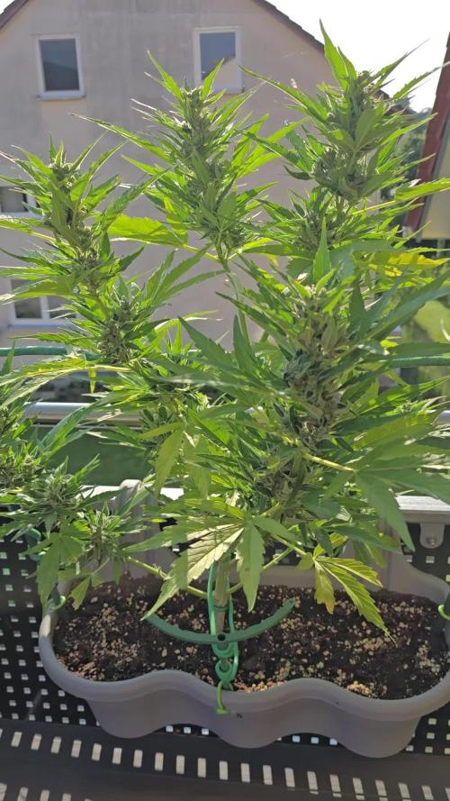 Cheese auto xl balkon