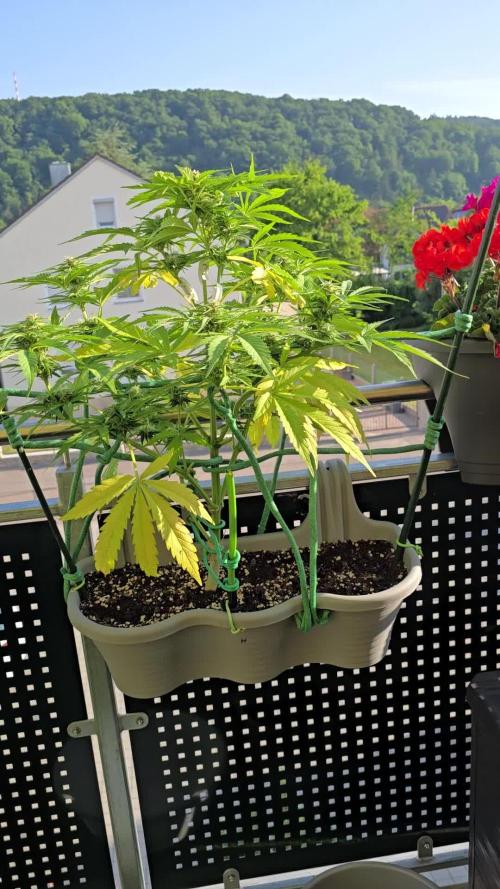 Herbies apple balkon