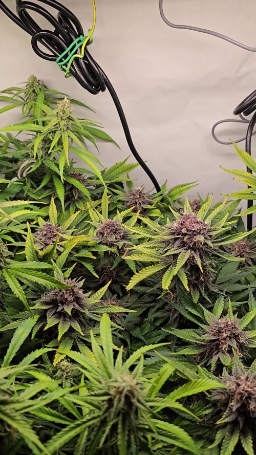 Cherry cola auto