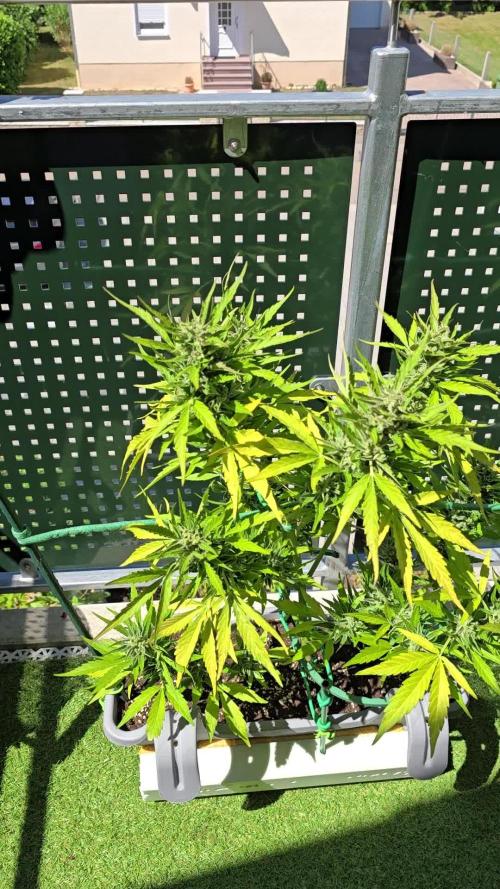 Cheese auto xl balkon