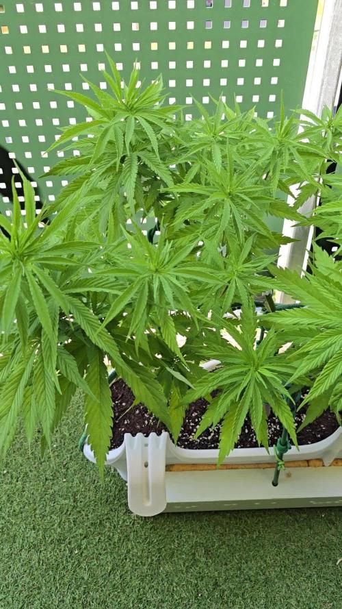 Tropicana cookies auto balkon