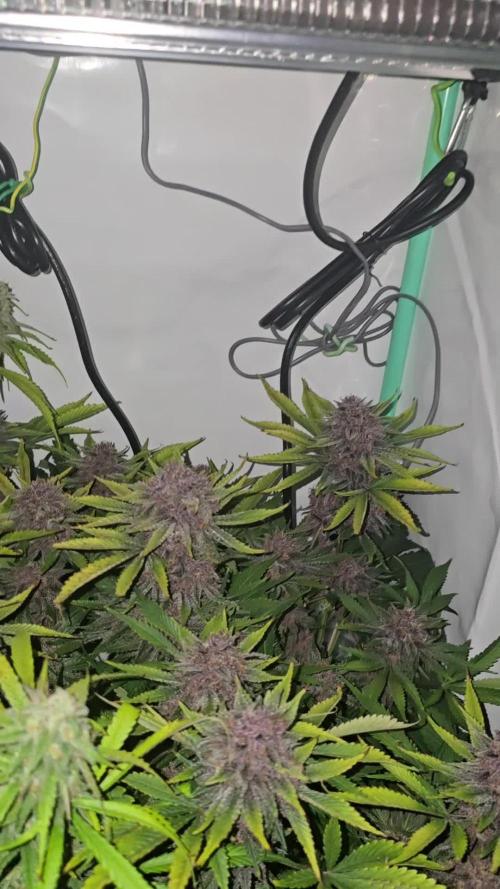 Cherry cola auto
