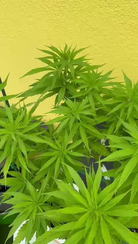 Tropicana cookies auto balkon