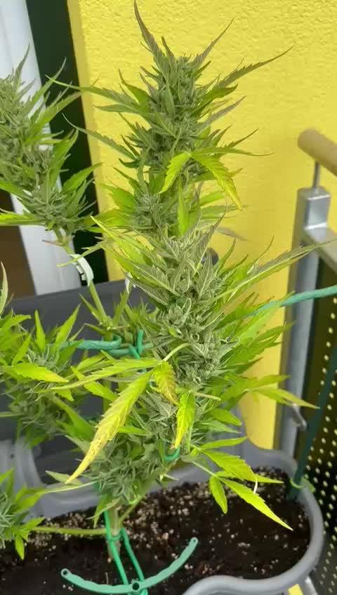 Cheese auto xl balkon