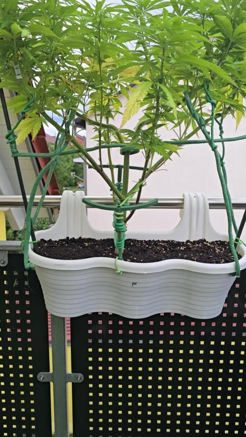 Tropicana cookies auto balkon