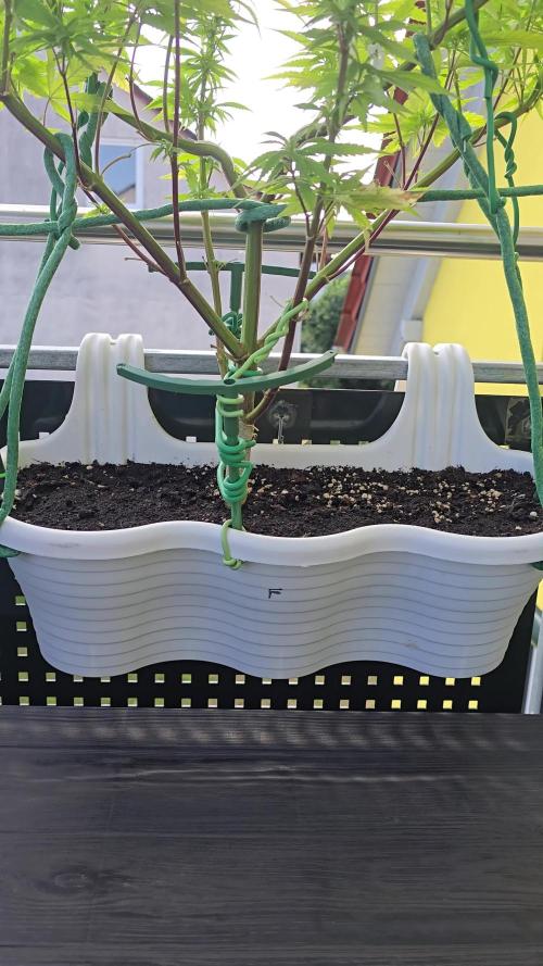Tropicana cookies auto balkon