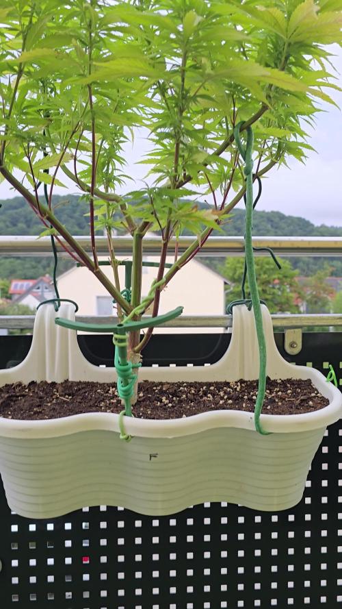 Tropicana cookies auto balkon