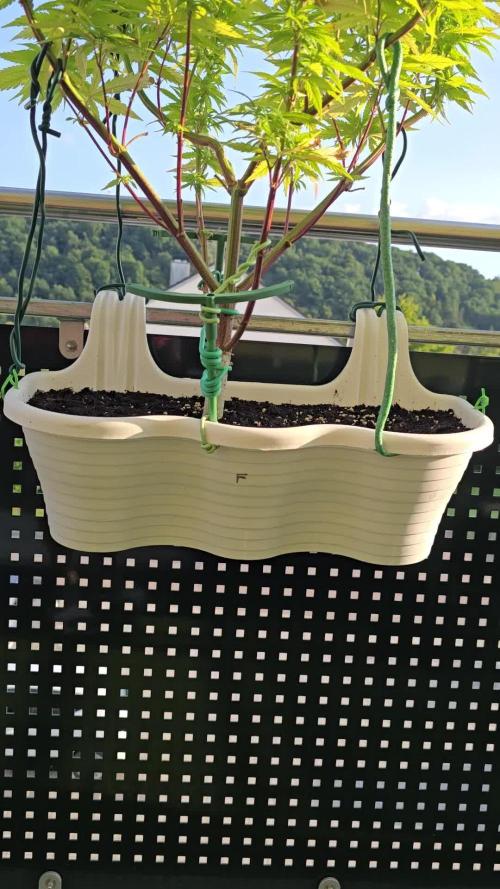 Tropicana cookies auto balkon