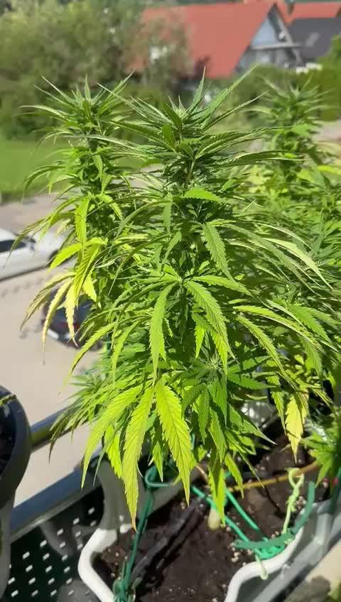 Tropicana cookies auto balkon