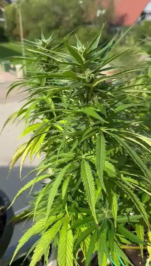 Tropicana cookies auto balkon