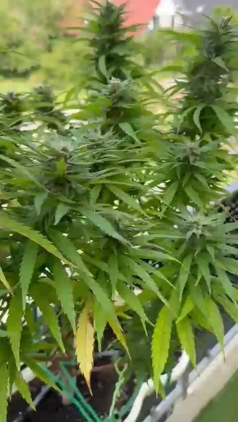 Tropicana cookies auto balkon
