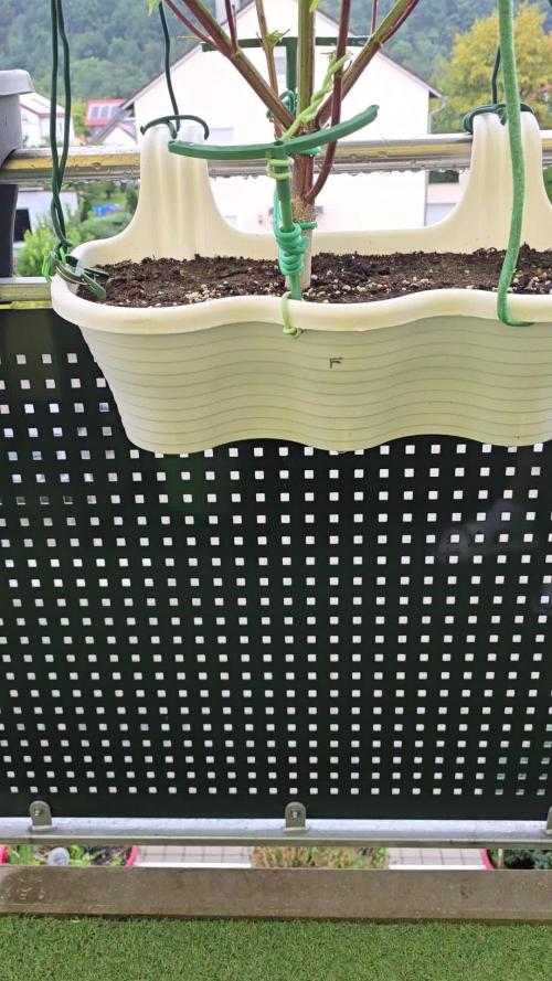 Tropicana cookies auto balkon