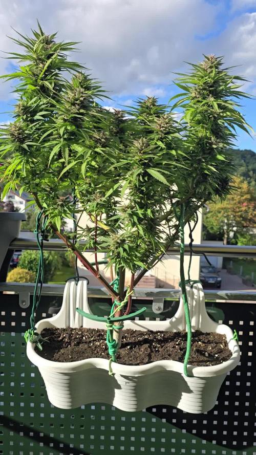 Tropicana cookies auto balkon