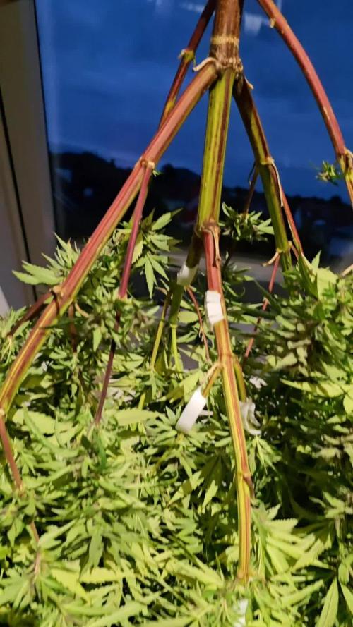Tropicana cookies auto balkon