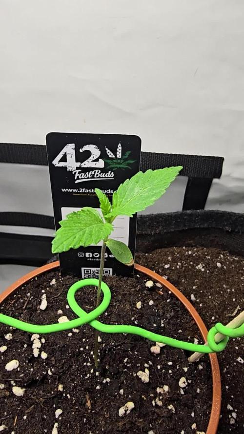 Bananas-FastBuds