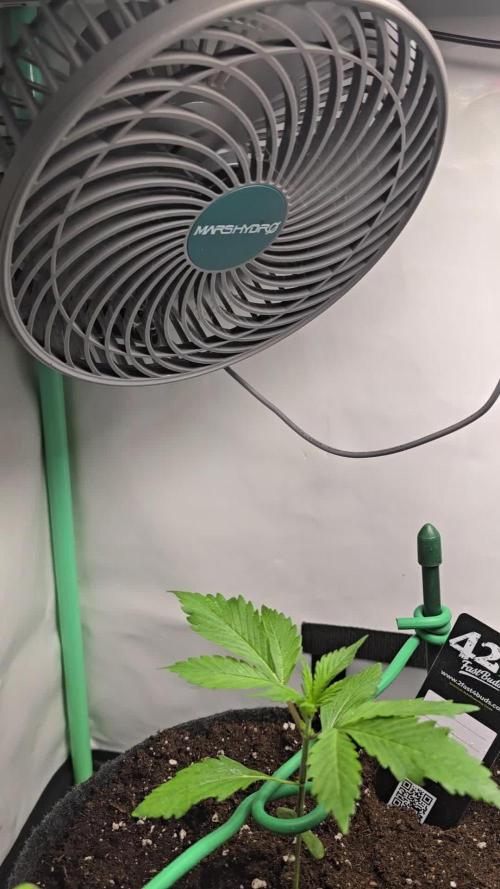 Bananas-FastBuds