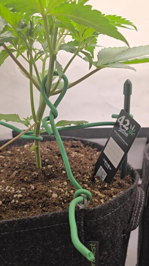 Bananas-FastBuds