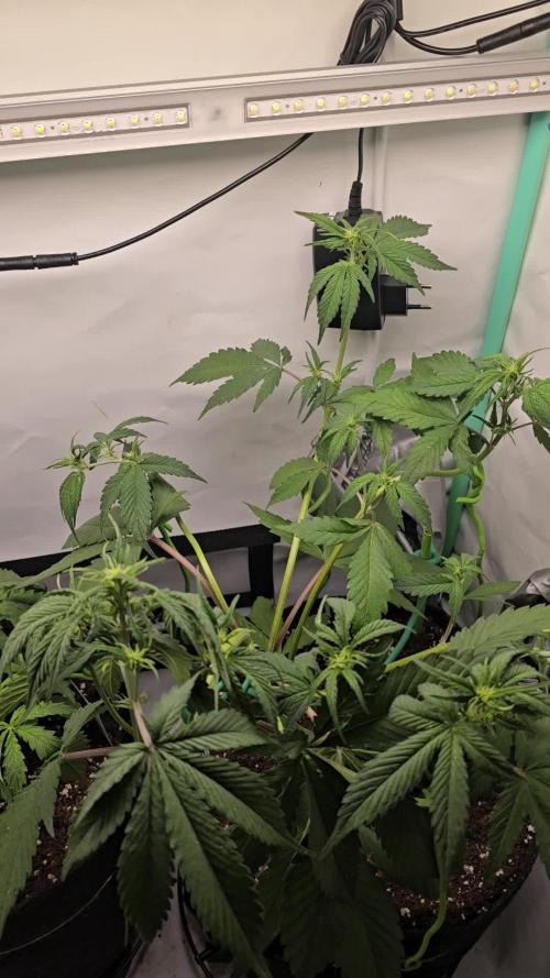 Bananas-FastBuds