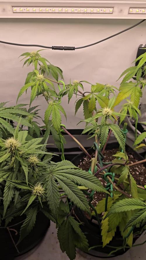 Bananas-FastBuds